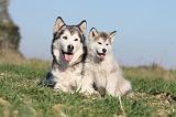 ALASKAN MALAMUTE 100